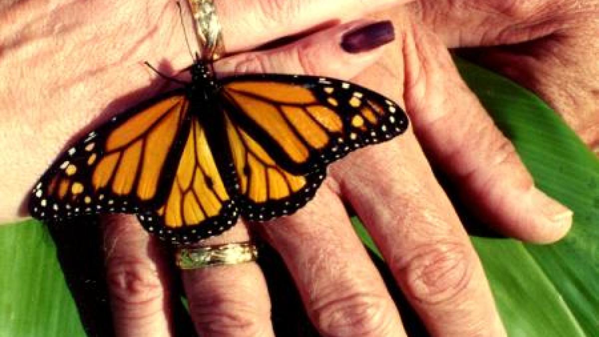 a hand holding a green leaf