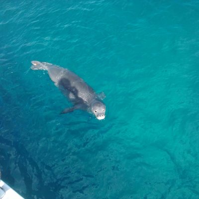 a fish swimming under water