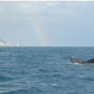a man riding a wave on top of a body of water