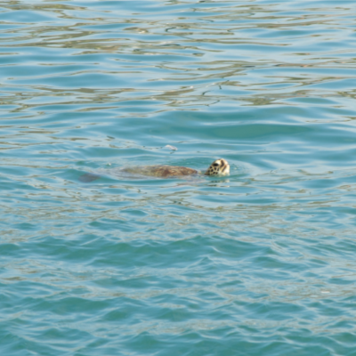 a dog swimming in a body of water