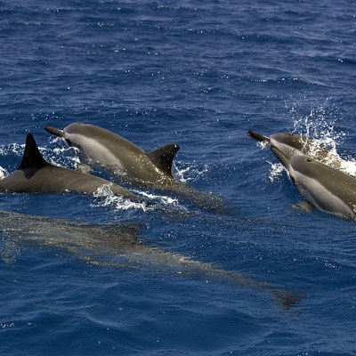 a dolphin jumping out of the water