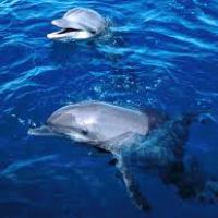 a dolphin swimming in a body of water