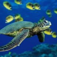 a turtle swimming in the water