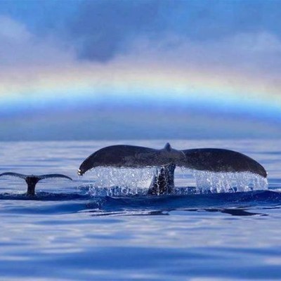 a bird flying over a body of water