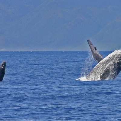 a bird flying over a body of water