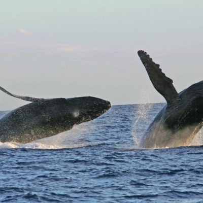 a whale jumping out of a body of water