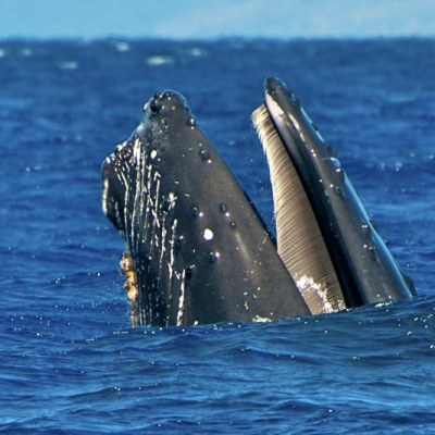 a whale jumping out of the water