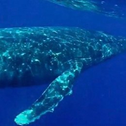 an animal swimming in the water