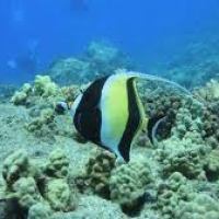 underwater view of a coral