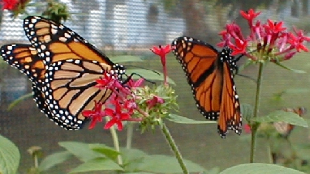 a close up of a flower