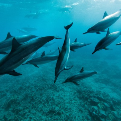 a flock of seagulls flying in the air