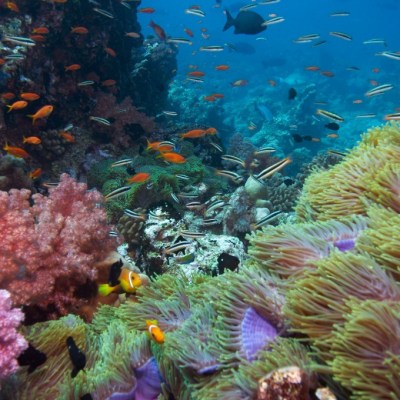 a group of colorful flowers
