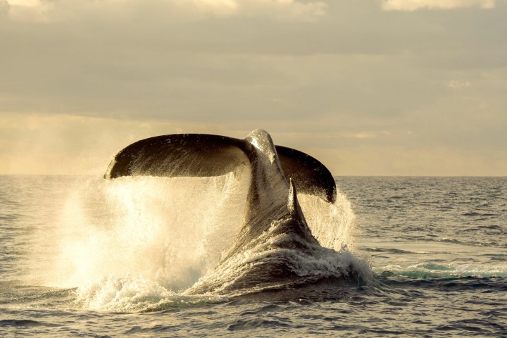Whale tail emerging from ocean water with a splash at sunset.