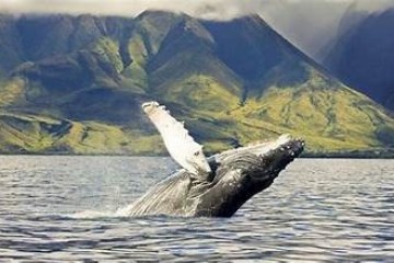 Whale breaching in ocean with lush green mountains in background.